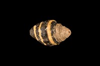 藏品(斑馬峨螺)的圖片